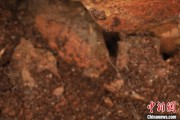 姻缘测试江西发现蜘蛛新物种 为研究呵叻蛛属适应区域提供依据