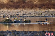 姻缘测试歙县完成安徽首个县域生物多样性调查 共记录物种近4千种